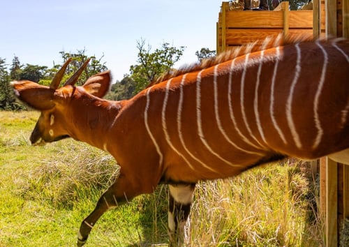 A bongo antelope is released into its sanctuary at Mt Kenya. Credit: DHL