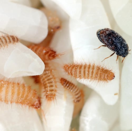 Khapra beetle and larvae on rice