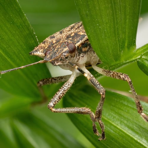 Brown Marmorated Stink Bug