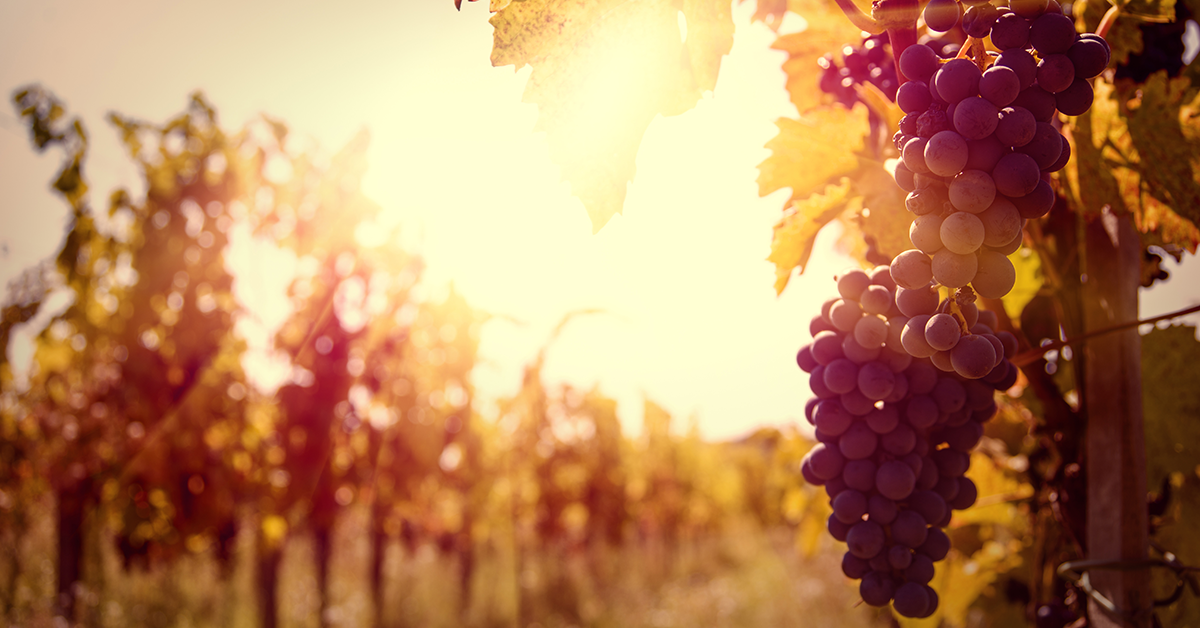 Arcadia Wines vineyard in Great Southern's Mount Barker region. Image: Scoop Wines