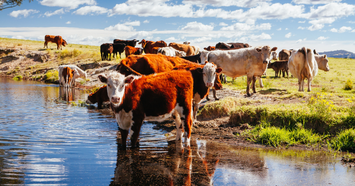 Beef exports goood! Lamb exports baaaad!