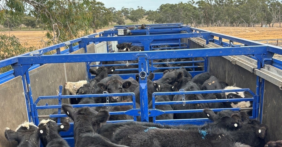 Image: Meat and Livestock Australia