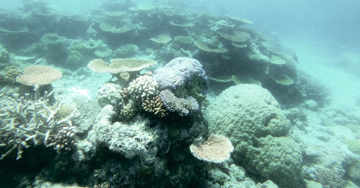 Ship fuels may contribute to Barrier Reef bleaching