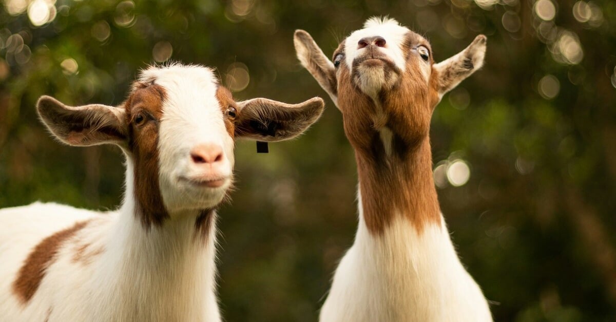 Exporters celebrate record year for goat exports
