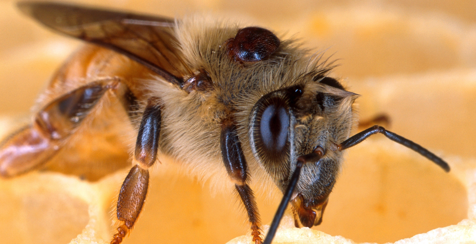 A European honey bee with a Varroa mite on its back. Image: © Scott Bauer, USDA Agricultural Research Service, Bugwood.org