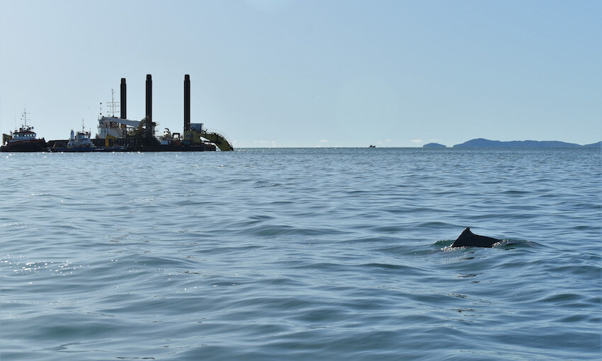Townsville dolphins protected from port channel upgrade