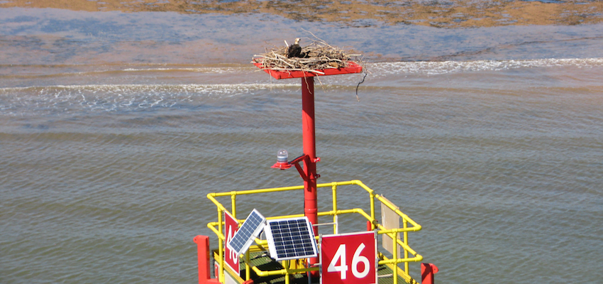 Osprey families get new homes in Port Hedland