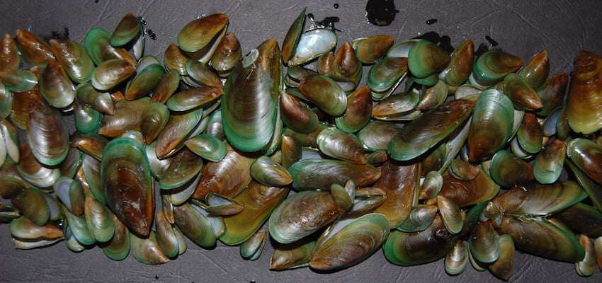 Underwater eye to seek for marine pests