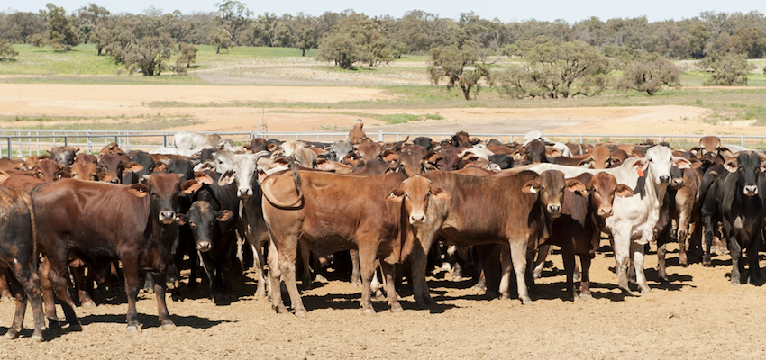 Drought threatens exports