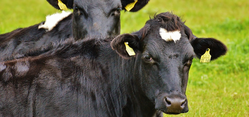 Trade through Townsville on track to be beefed up