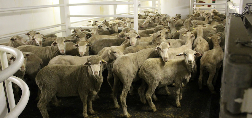 Moves to appoint an independent inspector of live exports