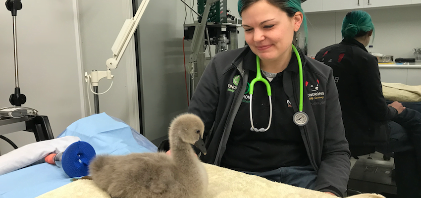 Cruise visitors helping to save endangered Tassie wildlife