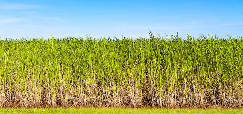 Trade mission to promote QLD produce in south-east Asia