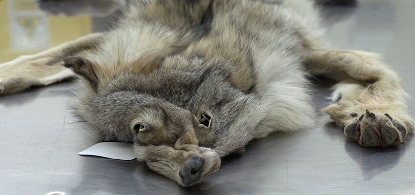 Wildlife import warning after wolf pelt seizure