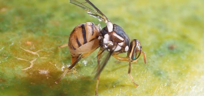 New Indigenous biosecurity officer on front line in Torres Strait