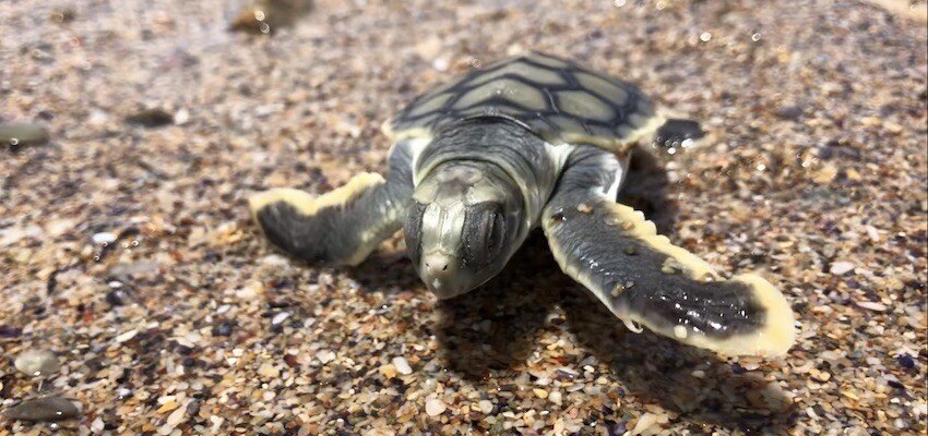 Sand nourishment reaches fruition as turtles return