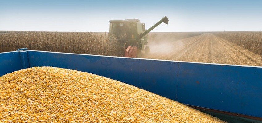 Summer crop production tipped to drop by 66%