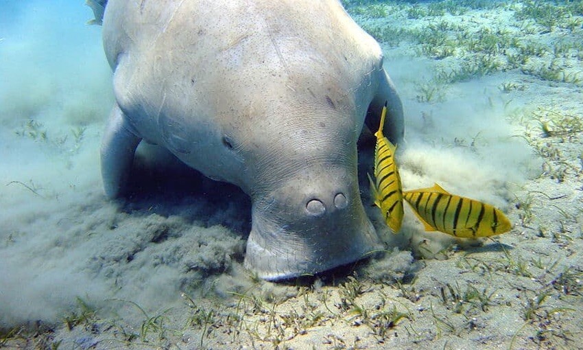 Dredging report reveals thriving seagrass meadows