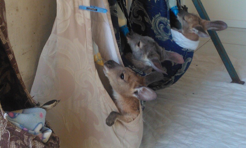 Grants support family, community and wildlife care in Pilbara