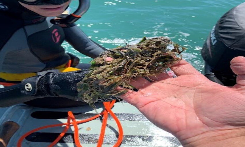 Gladstone seagrass meadows in the best condition for a decade