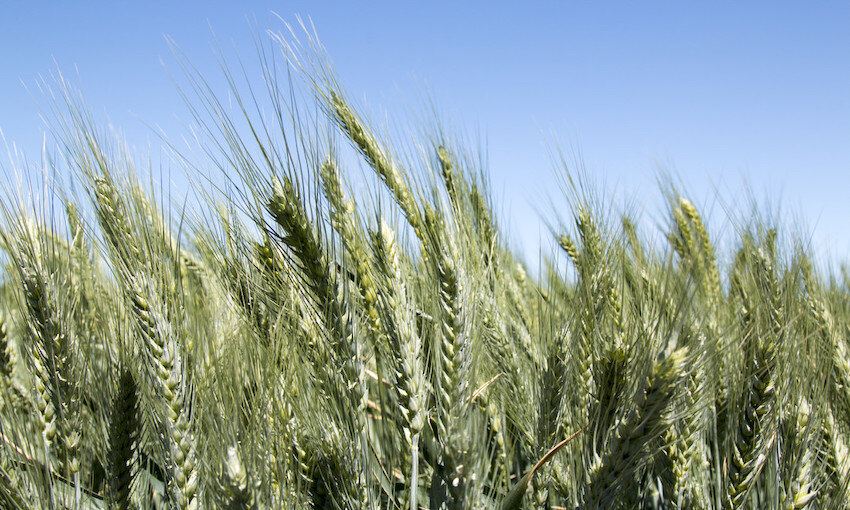 Going against the grain to find new markets