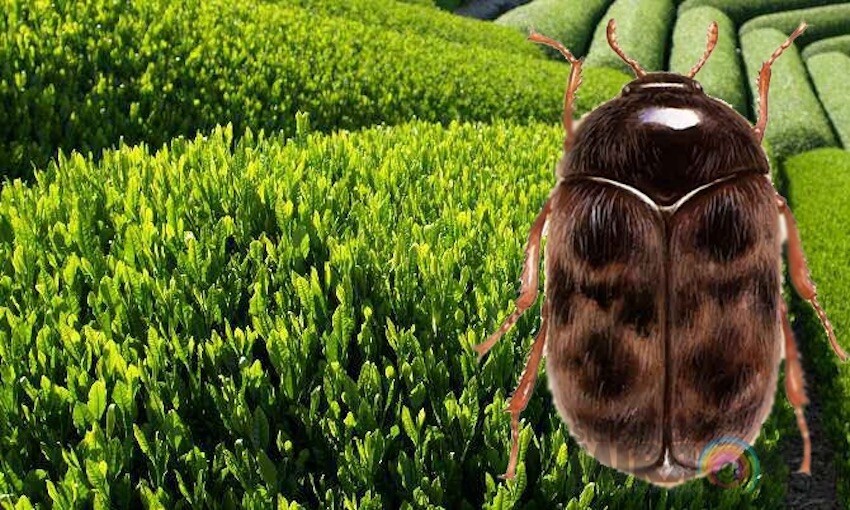 Beware the beetle: new import container measures come into effect soon