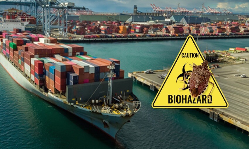 BMSB season commences with bugs in the system