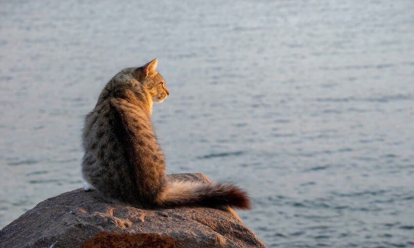 Investigation planned following Newcastle waterfront cat cull