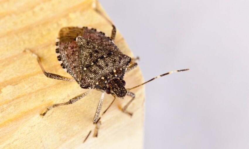 Biosecurity delays and threats adding cost to supply chain