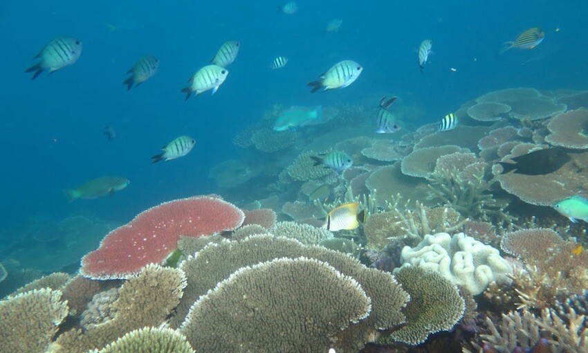 CMA CGM extends reef program to Coral Triangle