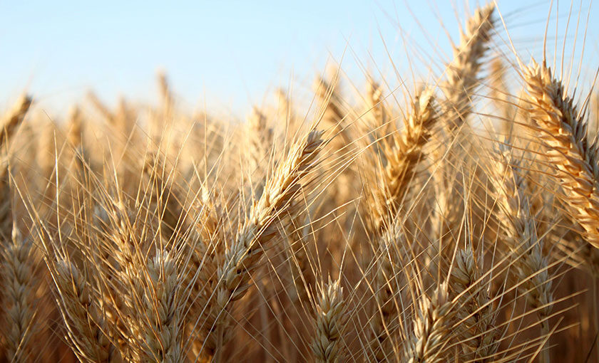 Australia announces WTO action over barley tariffs