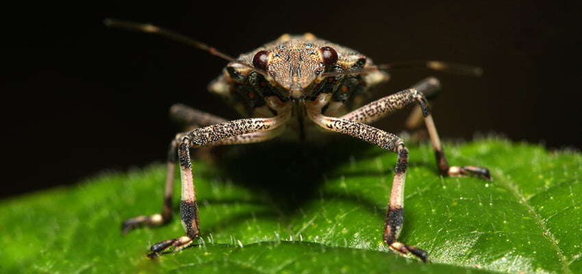 Car carrier denied entry over stink bug risk