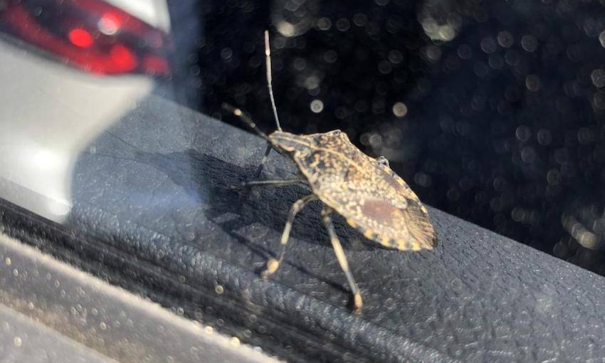 The season of the stink (bug)