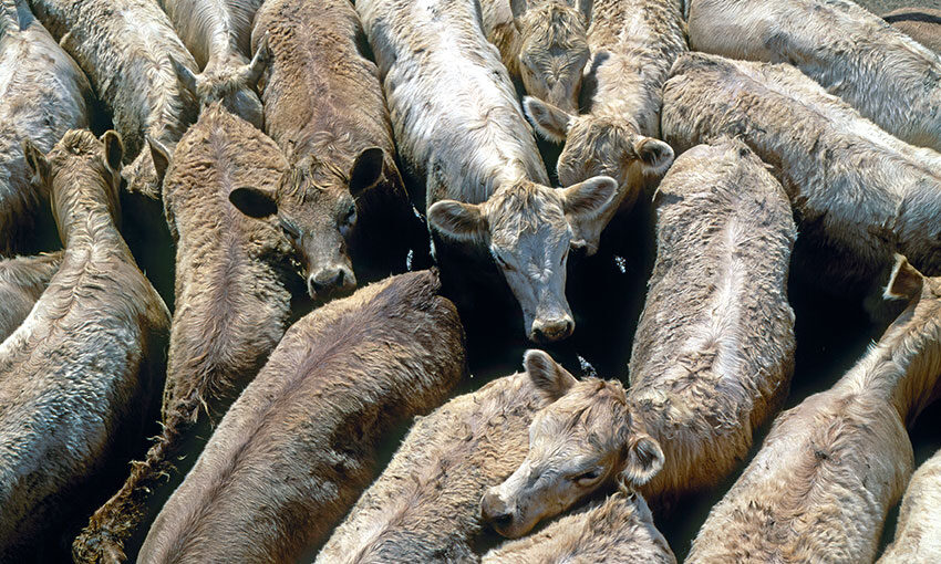 Indonesia pauses import of Australian cattle from certain facilities