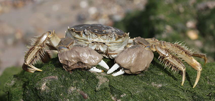 Queensland recruits pest detectives