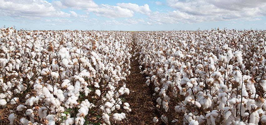 Closing date nears for submissions on cotton export ban