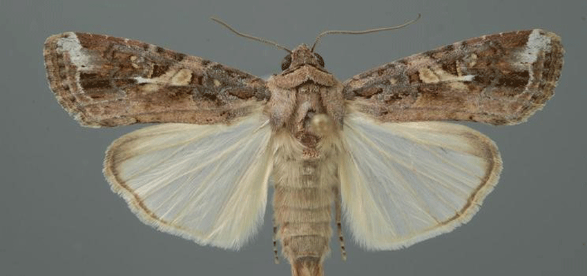 Attack of the army worm moth threatens export crops