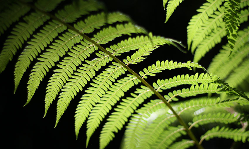 NZ government funding aims to revitalise Kiwi coastal shipping