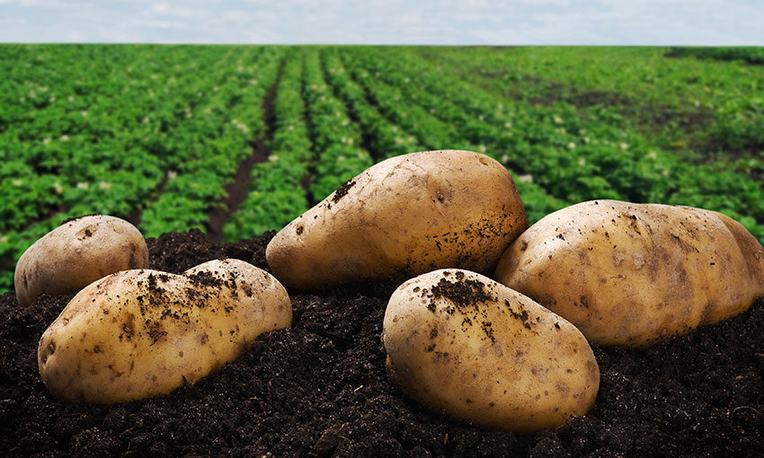 Aussie potato exporters get greater access to Thailand (with video)