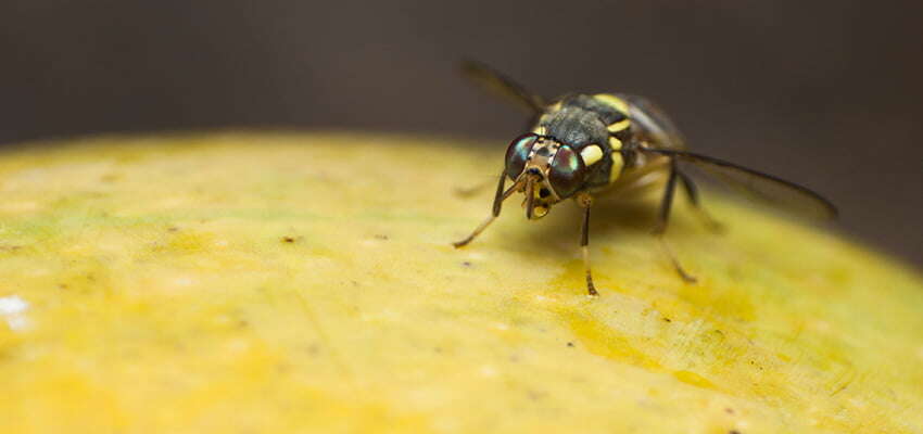 Fruit flies to feature in minister’s market talks