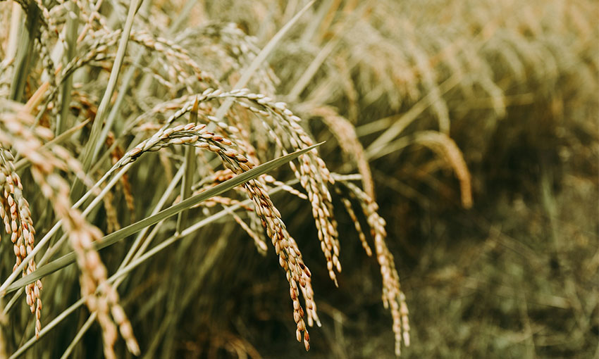 Melbourne rice exports record six-year high