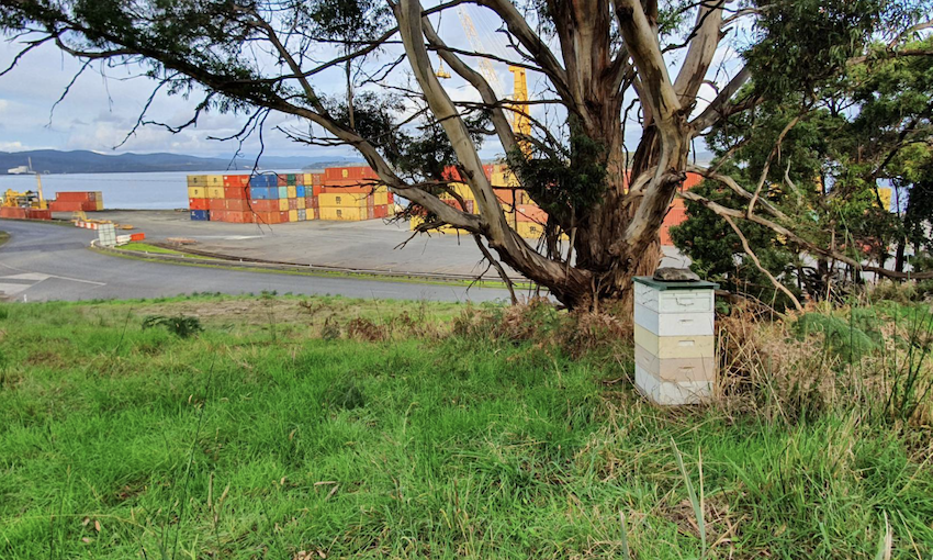 TasPorts celebrates the buzziest members of its team