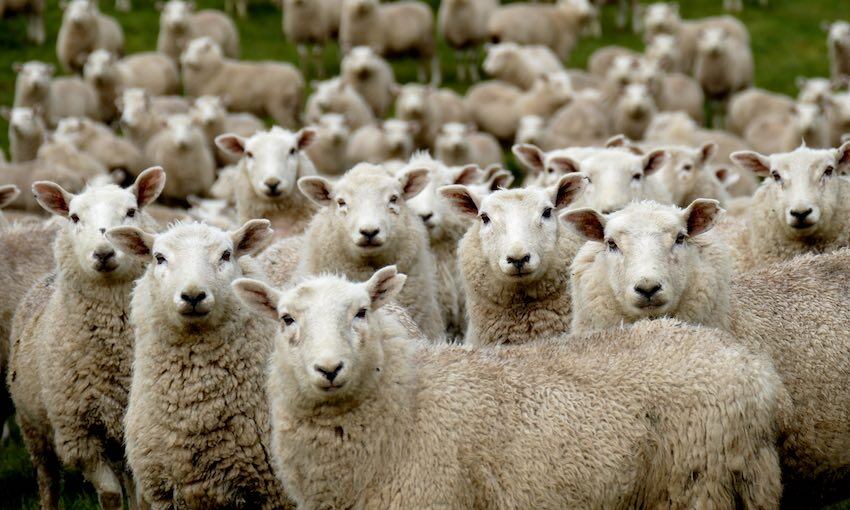 Supply chain funding for sheep farmers now available