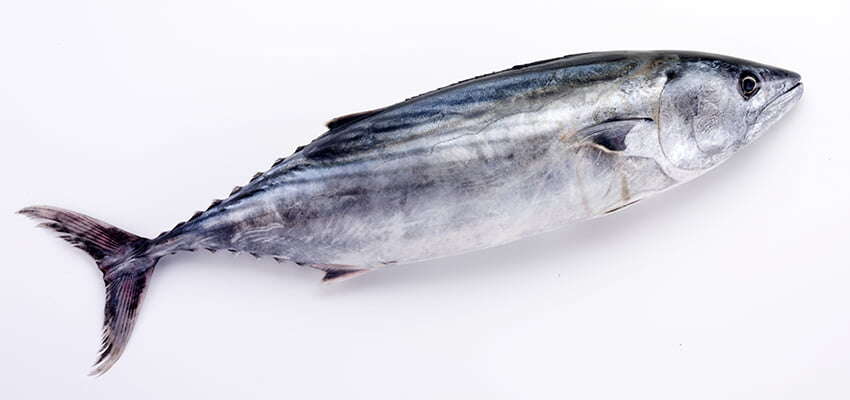 Nothing fishy about K + N perishables expansion