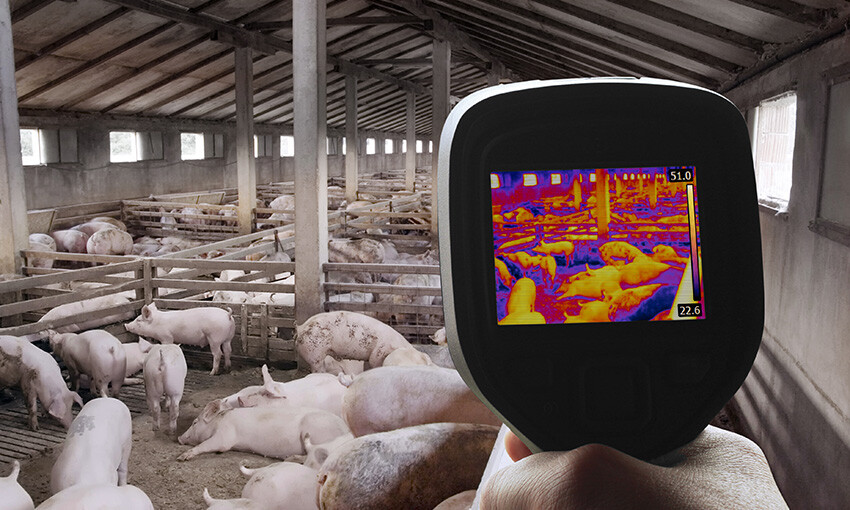 Biosecurity warning as African swine fever creeps closer