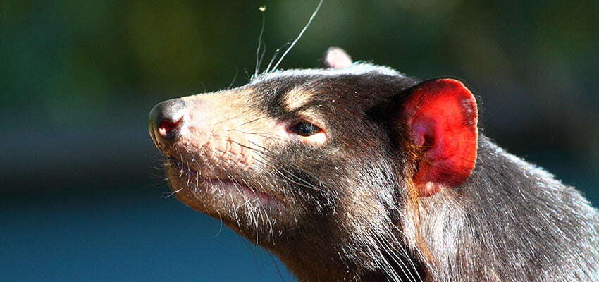 New Premier for Tasmania