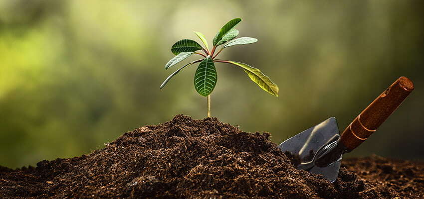 Coal terminal teams up with conservationists for a leafier Brisbane