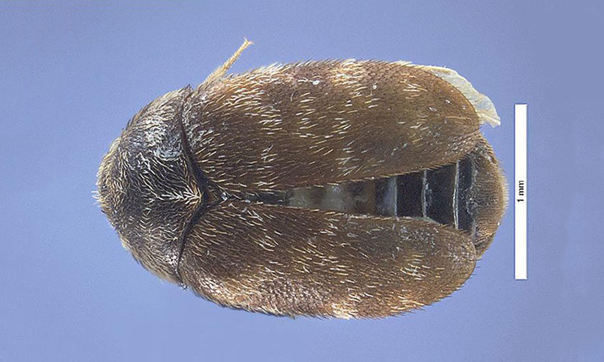 New import container measures to combat khapra beetle