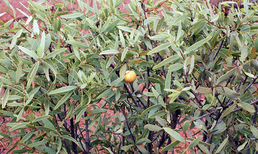 Exporters of illegal timber sentenced in Perth