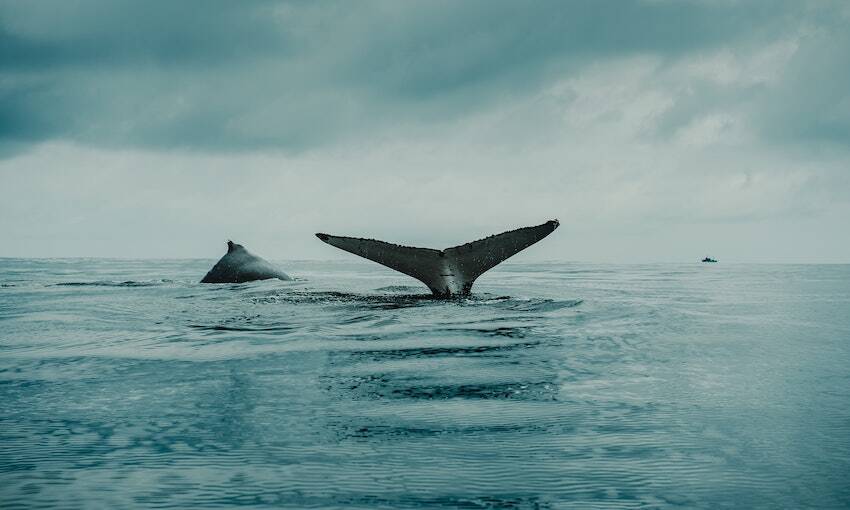 IMO updates underwater noise guidelines